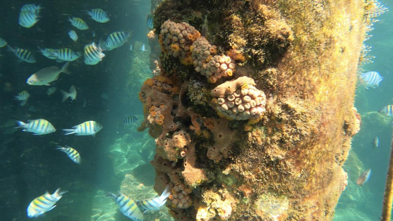 Praia de Araçatiba Pousada Conves - Ilha Grande酒店 外观 照片